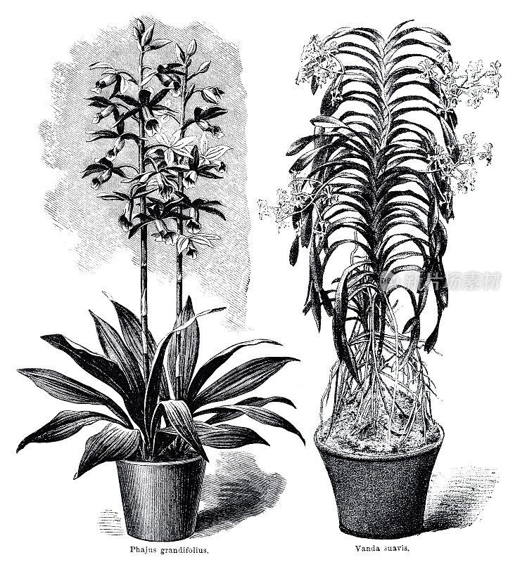 Phajus grandiolius，兰花沼泽;万达・苏维斯，兰头